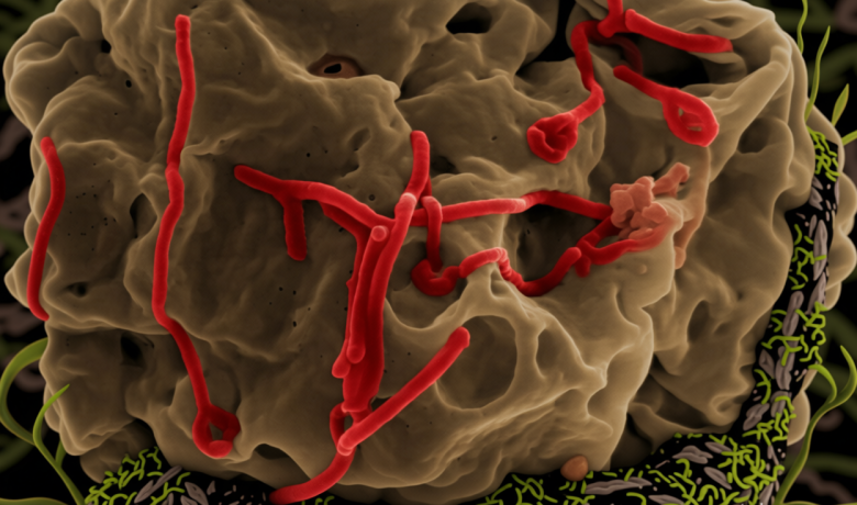 Wabah Ebola di Kongo Makin Parah – Tenaga Medis Mulai Tumbang