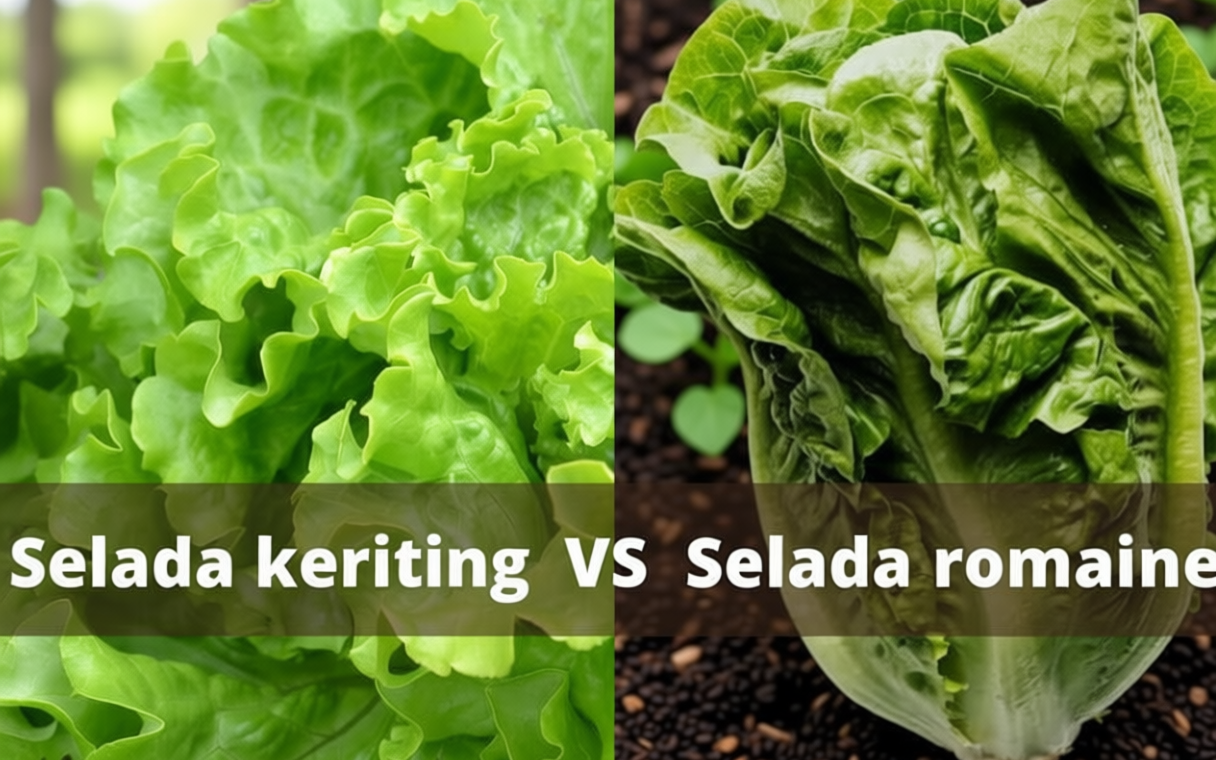 3 Perbedaan Selada Keriting dan Selada Romaine yang Perlu Kamu Tahu