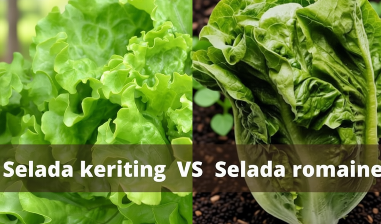3 Perbedaan Selada Keriting dan Selada Romaine yang Perlu Kamu Tahu