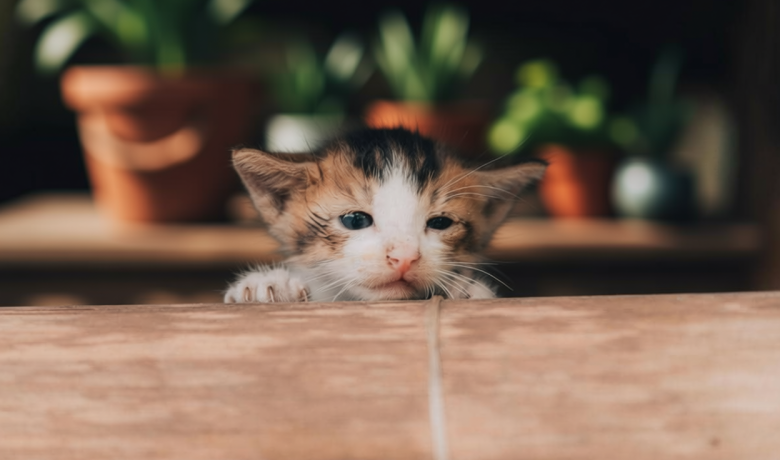 4 Alasan Ilmiah Mengapa Kucing Sering Terjaga pada Malam Hari