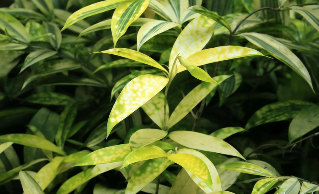 Key Discussion: 5 Jenis Tanaman Dracaena yang Jadi Primadona untuk Penghias Ruangan