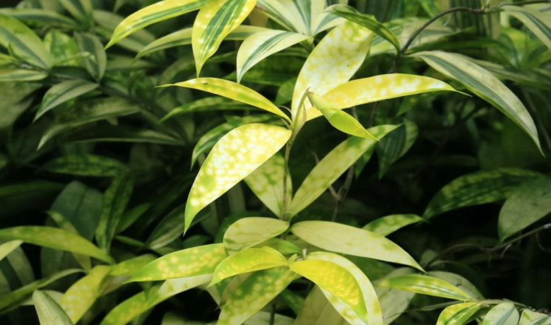 Key Discussion: 5 Jenis Tanaman Dracaena yang Jadi Primadona untuk Penghias Ruangan