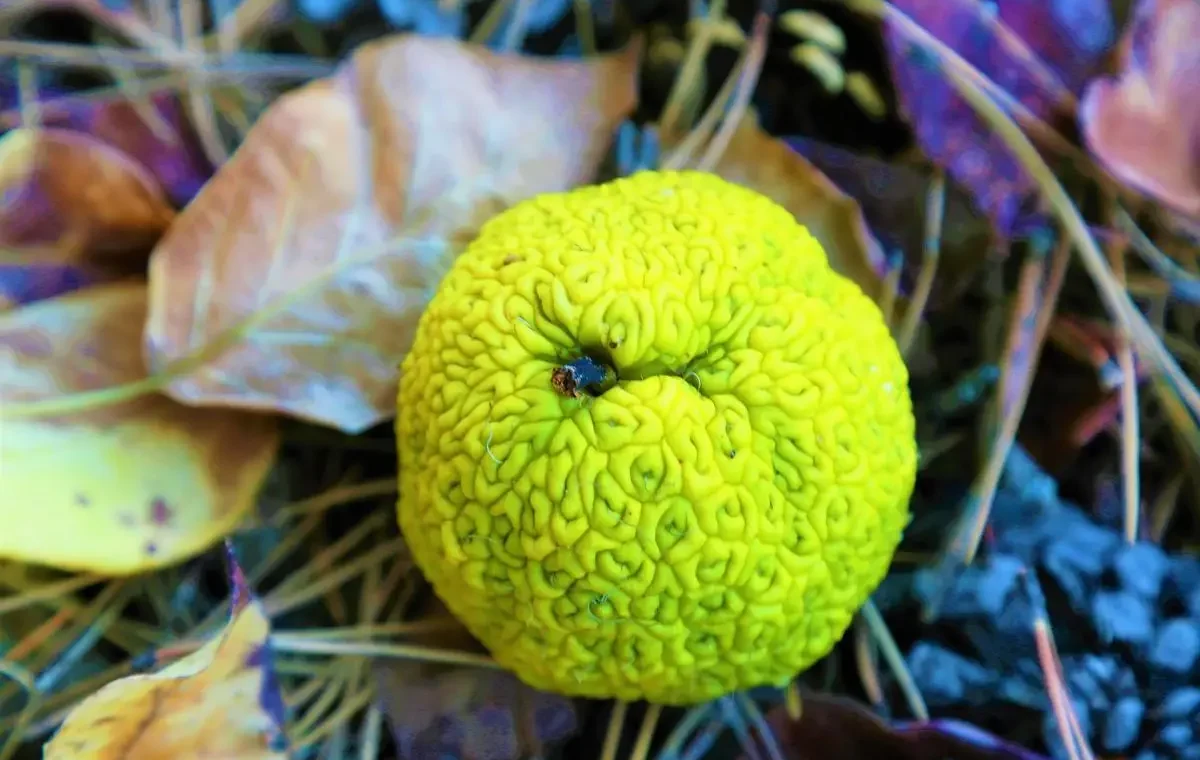 Main Agenda: 5 Fakta Menarik Pohon Osage Orange, Buahnya Tidak Disukai oleh Hewan