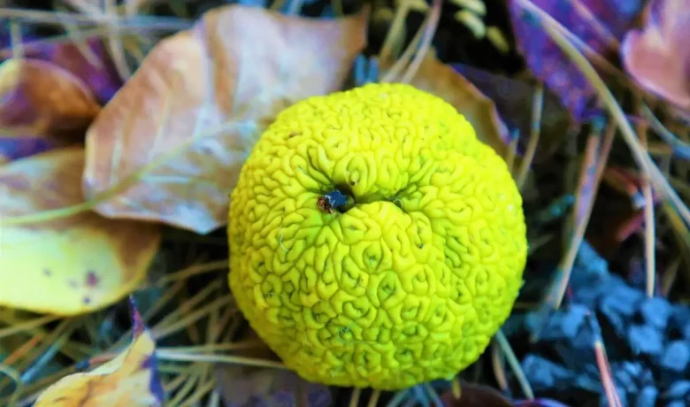 Main Agenda: 5 Fakta Menarik Pohon Osage Orange, Buahnya Tidak Disukai oleh Hewan