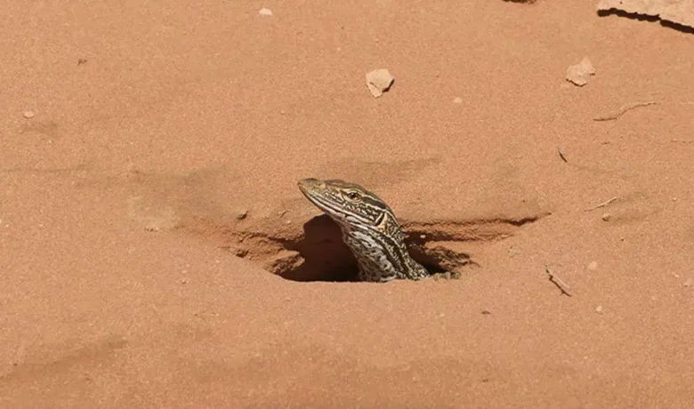 Main Agenda: Mengapa Biawak Sering Menggali Lubang di Tanah?