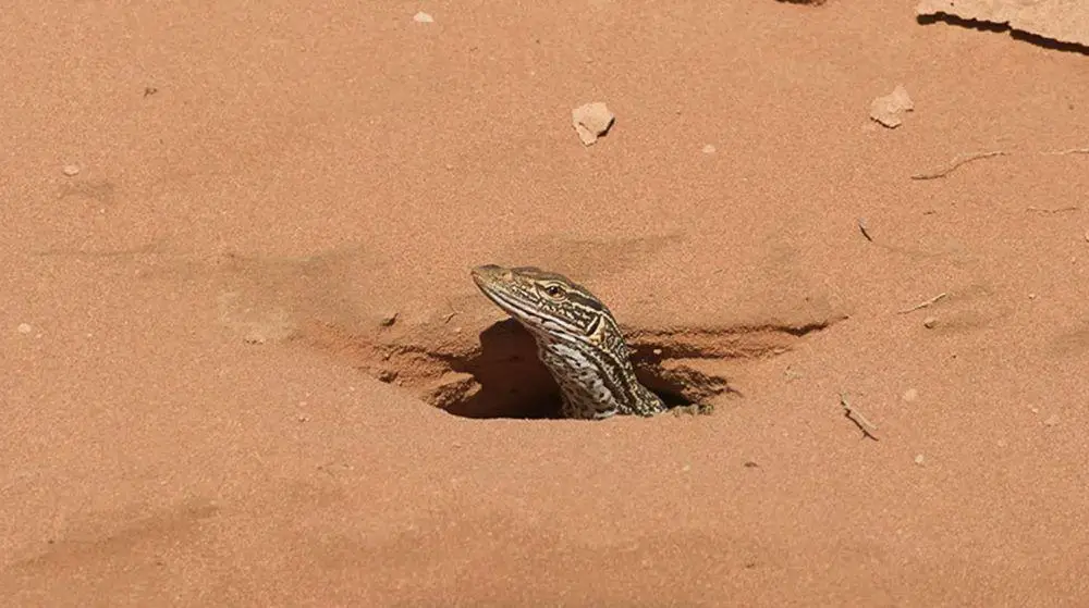 Main Agenda: Mengapa Biawak Sering Menggali Lubang di Tanah?