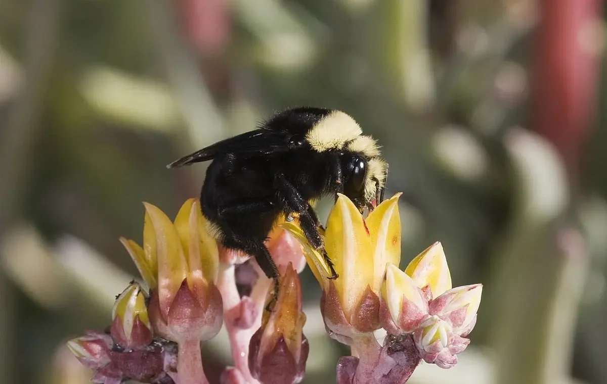 Main Agenda: 5 Fakta Unik Bumblebee Berwajah Kuning, Hidup di Dalam Tanah