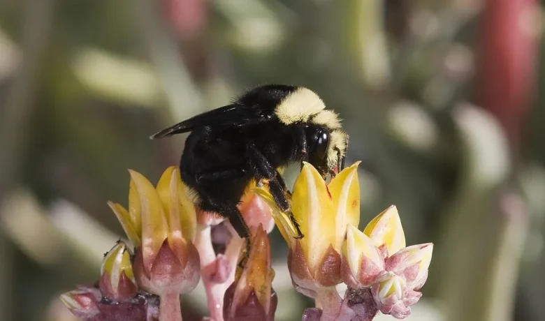 Main Agenda: 5 Fakta Unik Bumblebee Berwajah Kuning, Hidup di Dalam Tanah