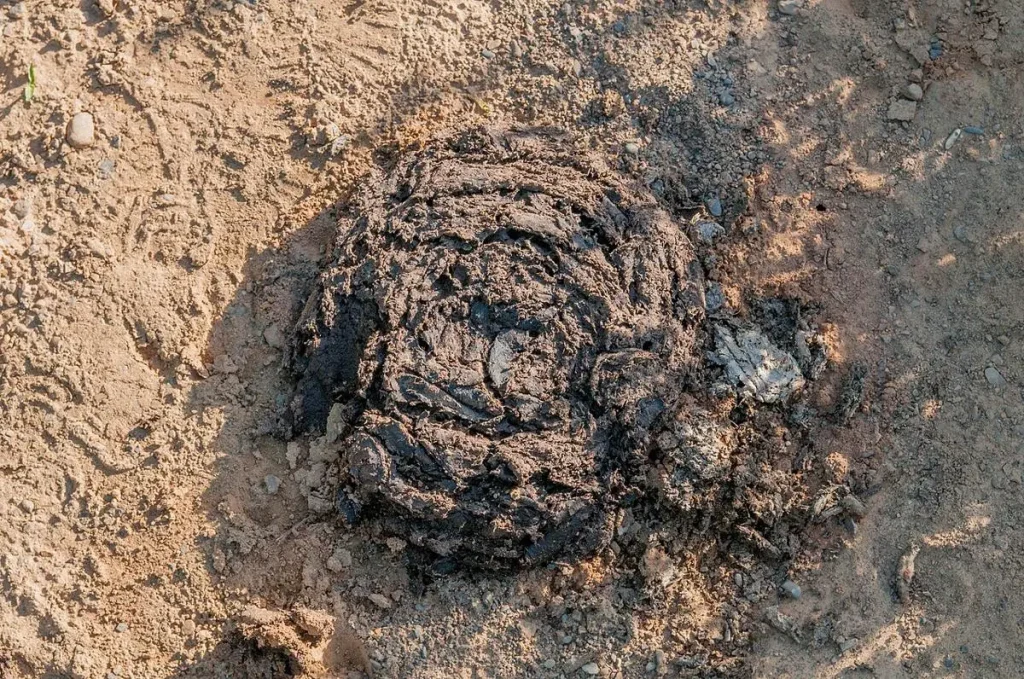 1280px-cow_dung_34_8e3ccb7e-b7ac-413b-9abf-ce797aea728f