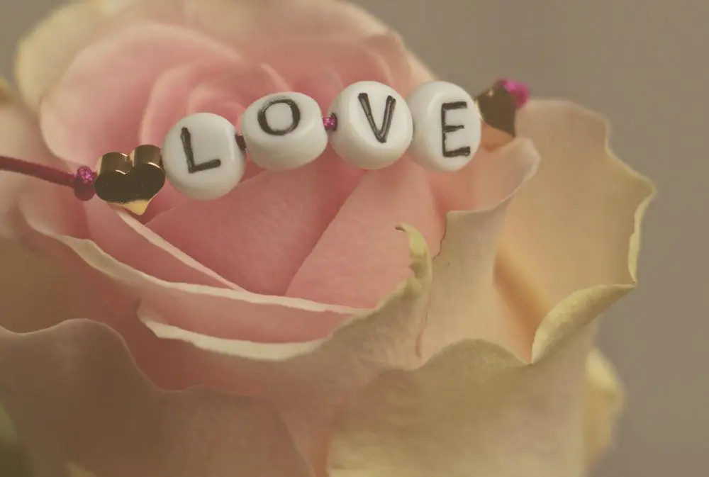 flower-3388626-1920-ab2b368e8034b1e1805f18e4025bbc08