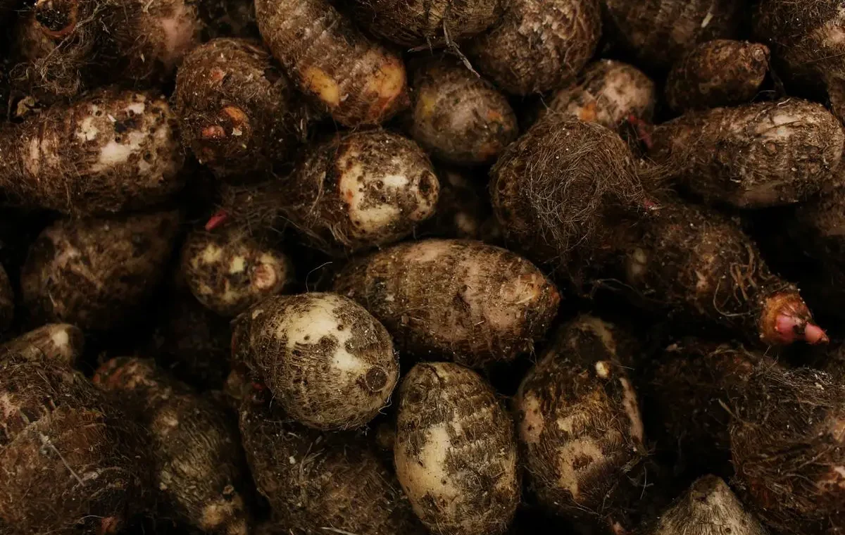 [QUIZ] Ibarat Kimpul, Kamu Cocoknya Dimasak Jadi Ini