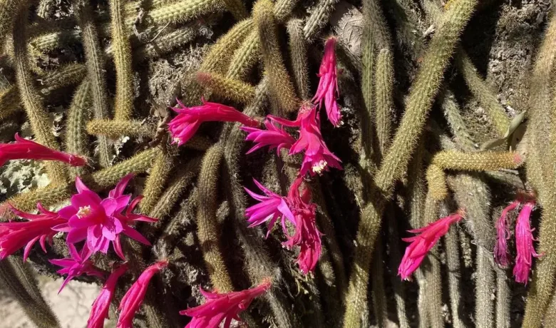 5 Fakta Rattail Cactus, Kaktus Ekor Tikus yang Berbunga Cantik