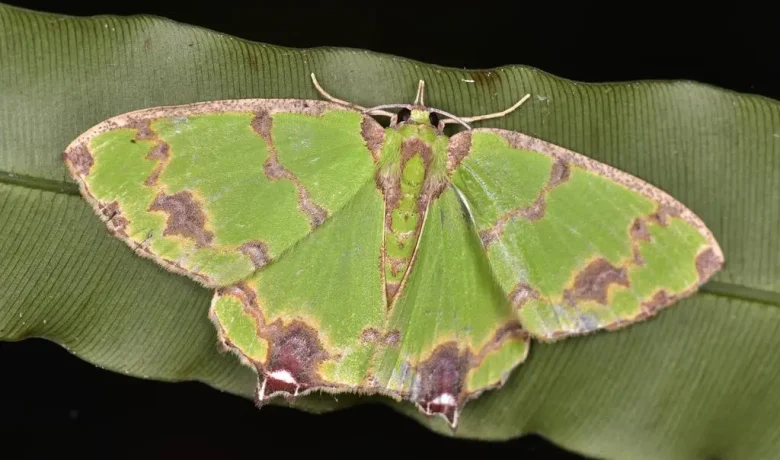 5 Fakta Agathia Lycaenaria, Ngengat Eksotis yang Menghiasi Hutan Asia