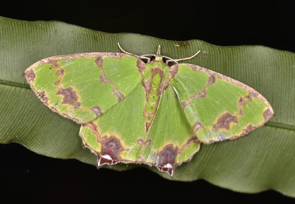 5 Fakta Agathia Lycaenaria, Ngengat Eksotis yang Menghiasi Hutan Asia