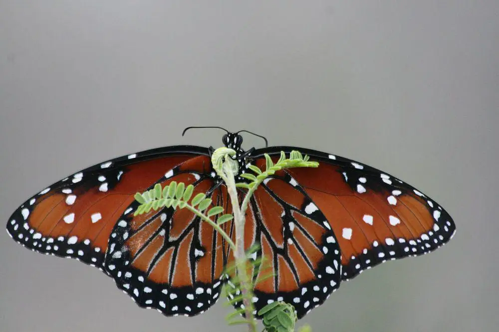 queen-danaus-gilippus-spreadwing-ventral-df50788dcc3c7a7a2e797148af184b7b-f4f24b557f4a473d1c57b29b82d11b6e