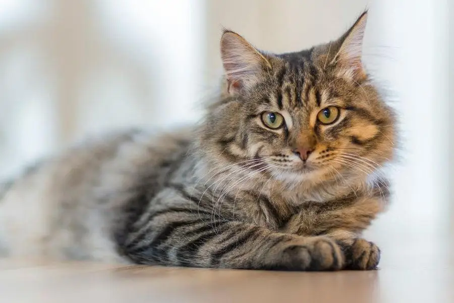 quiz-seperti-apa-kepribadian-kucing-peliharanmu-2-e75328021068132c965c2fc9ef9d013c