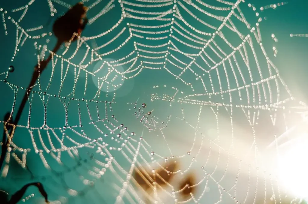 ruslansikunov-spider-web-6677845_1920_bb111560-4dce-4bd7-a769-31e7304af8ed
