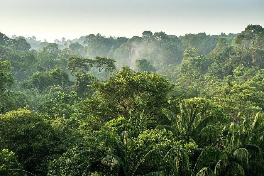 tropical-rainforest-chanachai-panichpattanakij-d11adc5087035f0f1639b5feb740db51