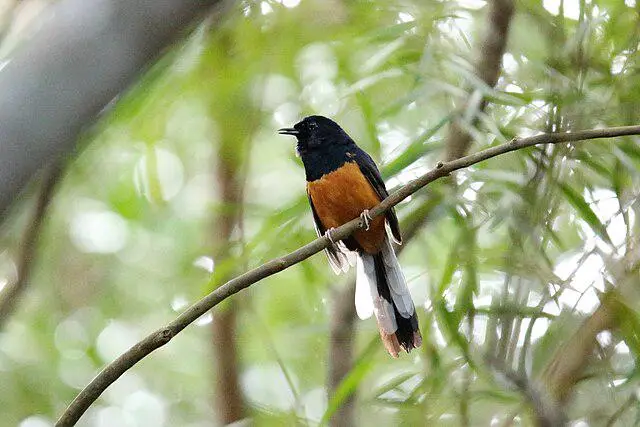 white-rumped_shama_hi_-copsychus_malabaricus-_-26191619930_71a6c1a2-e16e-44b9-b10b-d7bac3f402ff