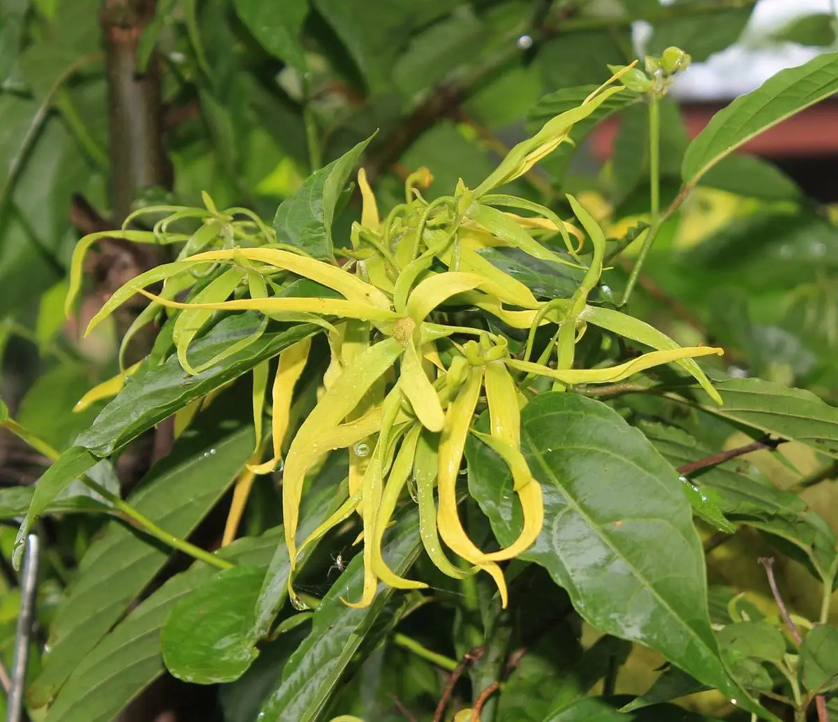 ylang-ylang-flower-1118057_1280_2090d512-f4ec-4941-a773-d2e9697a0083